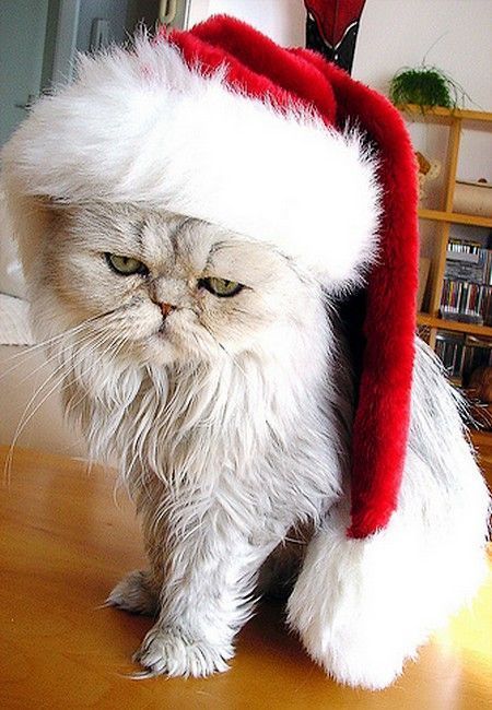 de pere chat Coloriage pere noel chat sur cette image, papa noël offre une souris en peluche à son chat imprime ce dessin gratuit et rend ce cadeau encore plus magnifique. de pere chat Coloriage pere noel chat sur cette image, papa noël offre une souris en peluche à son chat imprime ce dessin gratuit et rend ce cadeau encore plus magnifique.